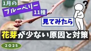 ブルーベリー栽培：花芽を見てみた「 花芽が少ない原因と対策」