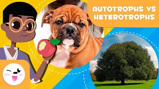 AUTOTROPHIC AND HETEROTROPHIC Organisms - In what are they different? - Science for Kids