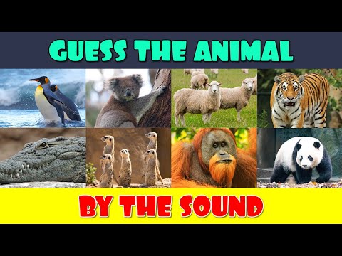 Guess the Animal by the Sound