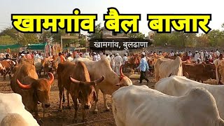 Khamgaon Bail Bazar | खामगांव बैल बाजार | Khamgaon | Buldhana | Vidarbha | RJ Dipak