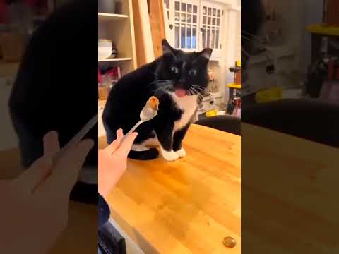 Tuxedo cat behavior! Funny cat videos #cat #pets #funnypets #funnycats #shorts