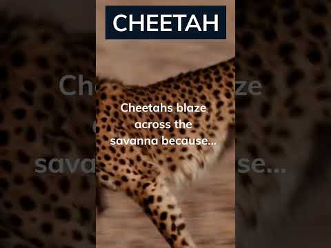 Experience the thrill of the hunt⏱️ #Cheetahs #valueoftime #shorts