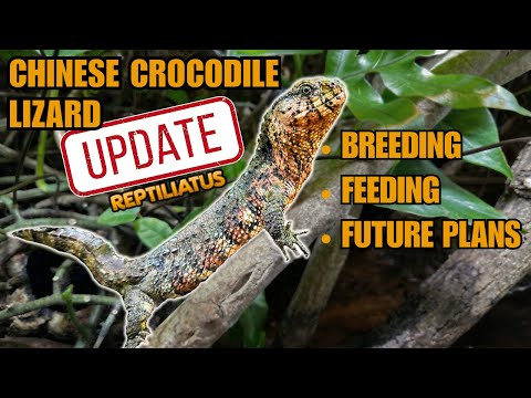 MEET THE RAREST PETS I OWN! CHINESE CROCODILE LIZARD UPDATE 2024 | Shinisaurus crocodilurus