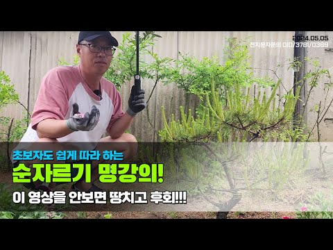 초보자도 쉽게 따라하는 순자르기 명강의! 이 영상을 안보면 땅치고 후회..Trim the pine branches beautifully