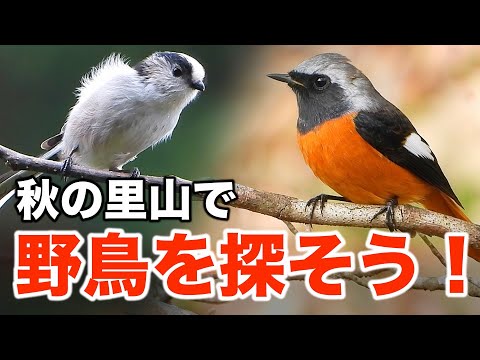 ジョウビタキの裏事情にも迫る！野鳥たちの生き様を観察してみよう