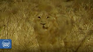 Gujarat, the home of an Asiatic lion that fights not to disappear (FULL DOCUMENTARY)