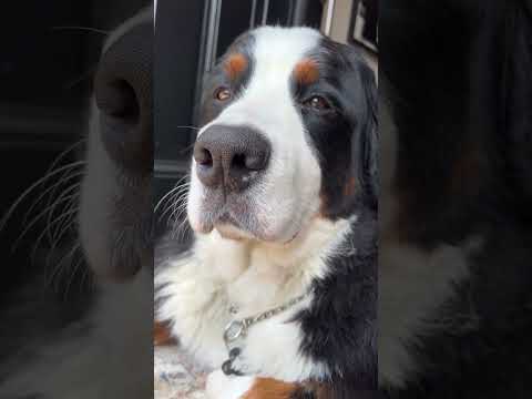 Bernese Mountain Dog Funny Video | Cute Dog Video