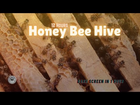 Honey Bee Hive Ambience ⨀ Soothing Natural Sounds for Sleep and Relaxation