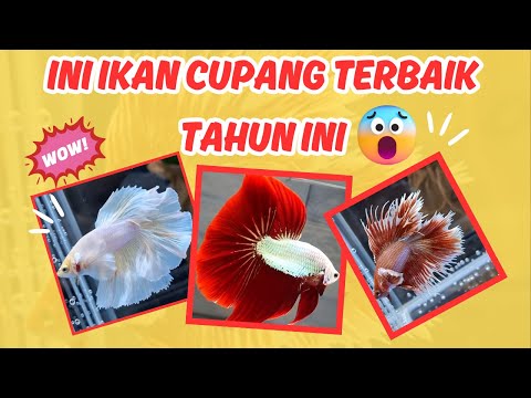 🔴 Kumpulan Video Ikan Cupang Terindah! Warna Menarik & Tingkah Unik 🐠