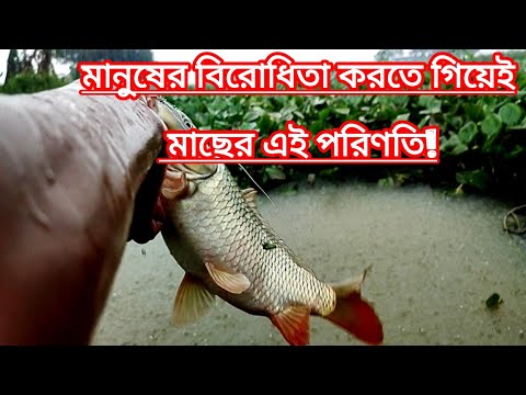 মাছের জবান নেই কেন এবং মাছ কেন পানিতে বসবাস করে?