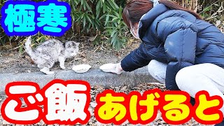 すごく寒い日に猫たちにご飯をあげると・・・ 避妊手術後の銀ちゃん さくらねこと野良猫への給餌