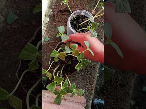 Cutting of cucumber leaf for better growth of true leaves #garden #ideas #planting