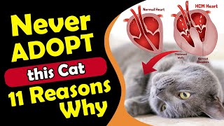 11 Reasons Why You Should NEVER EVER Adopt a British Shorthair Cat