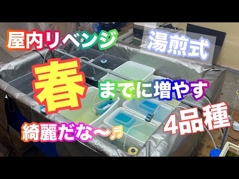 (メダカ)屋内リベンジ、湯煎最強！春までにたくさん増やすぞ！！