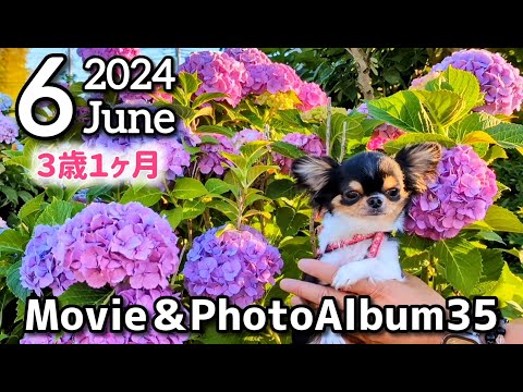 【アルバム】6月まとめ☆チワワ3歳1ヶ月☆Movie & PhotoAlbum35