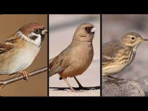 WATCH HOW SMART IS THE HOUSE SPARROW BIRD.