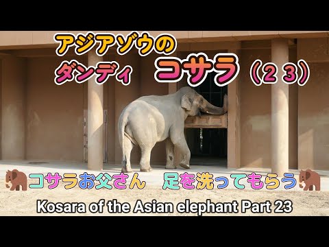 ダンディ　コサラ（２３）　🦣コサラお父さん足を洗ってもらう🦣（東山動植物園）Kosara of the Asian elephant Part 23