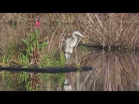 Blue Heron and Flower