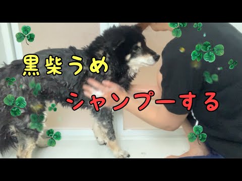 【黒柴・保護犬＃47】久しぶりにシャンプーしました