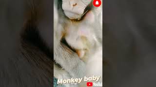 #bandar #trending #monkey #cute #viral #animal #2022trends #funny #trending2022