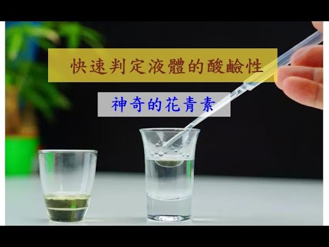 快速判定溶液的酸鹼｜神奇的花青素｜親子實驗｜親子遊戲