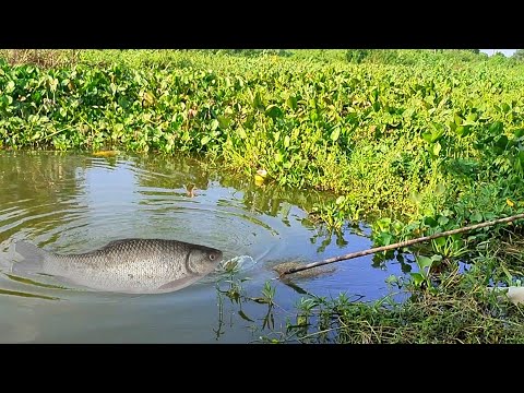 Amazing Hook fishing | Hook Fishing In Village | Best Fishing video Bell