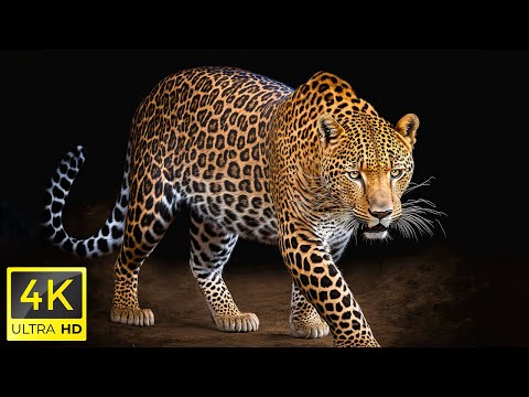 4K HDR 120fps Dolby Vision with Animal Sounds (Colorfully Dynamic) #82