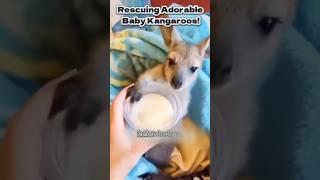 Rescuing Adorable Baby Kangaroos! #KangarooRescue #CuteAnimals #HeartwarmingStory #WildlifeLovers