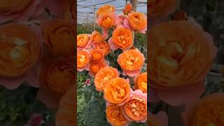 Beautiful rose flowers garden