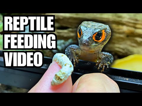 HAND FEEDING MY MINI DRAGONS! GECKOS, TURTLES, FROGS AND MORE! SILKWORM FEEDING VIDEO