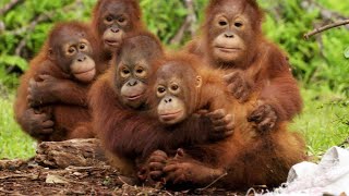 Orangutans Need to Learn to Fear Snakes