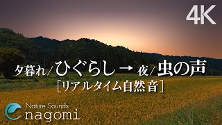 【環境音/ASMR】ひぐらしの鳴き声・虫の声｜夕暮れの田舎の音｜勉強・睡眠・作業用BGM｜自然音・Nature Sounds