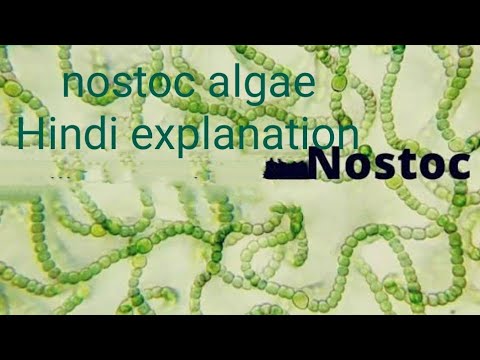 Nostoc algae hindi explanation thallus , cell ,reproduction #botany #bsc#1semester#msc #cynobacteria