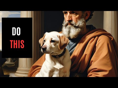 How Stoicism Can Make You a Better Pet Owner