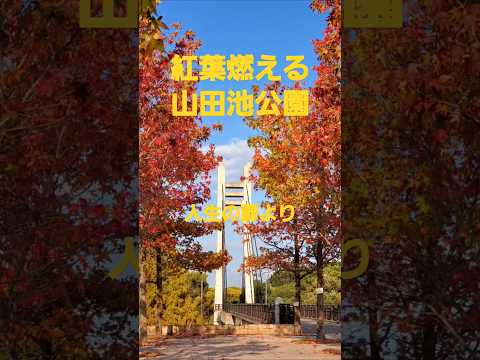 紅葉燃える山田池公園から人生の扉(竹内まりや)2024 #music #live #song #竹内まりや #山下達郎 #紅葉 #山田池公園 #枚方市 #osaka