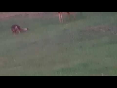 Deer gets attacked by fox