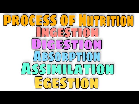 steps of nutrition in animals #shorts #science #cbse #education