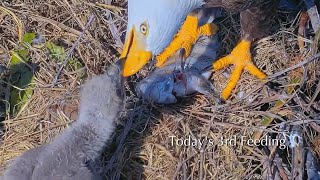 #190🦅Captiva Eagle Nest／Clive💗Connie／Window To Wildlife／Captiva Eagle Cam | 4K PTZ | Connie & Clive