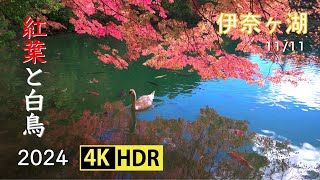 2024 紅葉と白鳥が美しい伊奈ヶ湖(4K-HDR) Beautiful Autumn Foliage & A Swan At Lake Inagako (UHD-HDR)