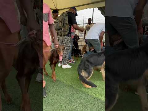 Dog show in Ghana  #dog #shorts #doberman