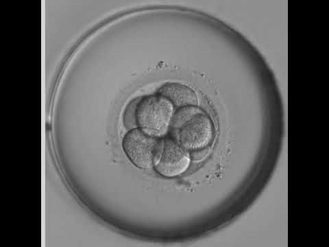 最新タイムラプス観察：受精から胚盤胞までの成長