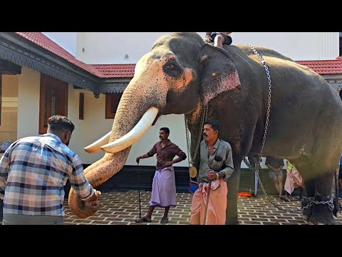 ഗുരുവായൂർ ഗോകുൽ | Guruvayur Gokul Elephant Latest 2025