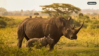 SafariLIVE Sunset - 16 January 2025