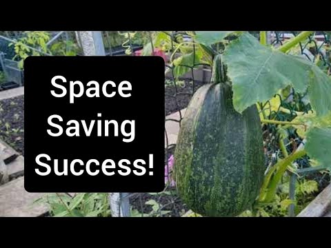 September (autumn) allotment update - mustard greens, chard and vertical gardening succes!