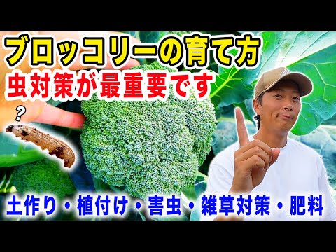 【ブロッコリー】栽培方法　土作りから植付・収穫・虫対策・雑草対策を紹介します