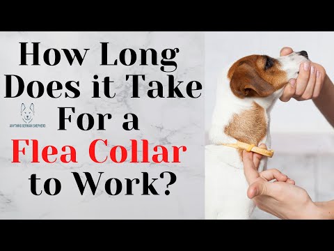 How Long Does it Take For a Flea Collar To Work?