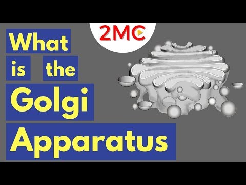 The Golgi Apparatus Structure and Function | The Endomembrane System