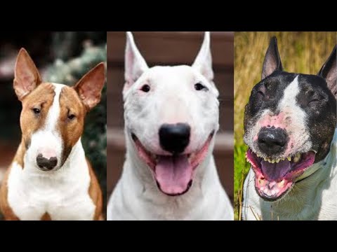 Bull terrier | Funny and Cute dog compilation in 2025