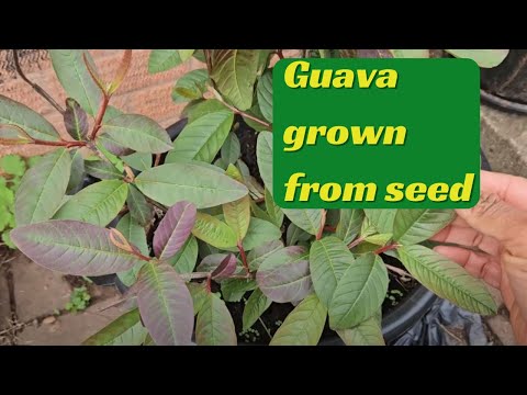 Guava grown from seed