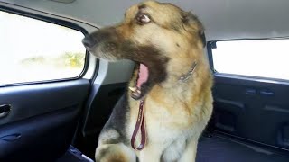 I Can't With These Dogs!!🤣🐶 Best Funniest Dog Videos of Week